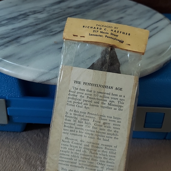 Fern Fossil 2 - Picture 4 of 9